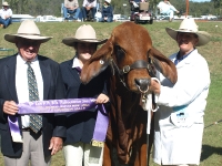 esk-hj calf champ