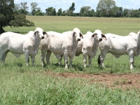 Tmba-heifers