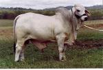 026 Sire  JHD Mr Rem 433