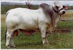 027 Sire JDH Mr Rem 433