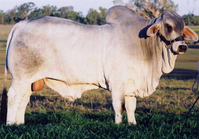 028 Sire JDH Mr Boswick