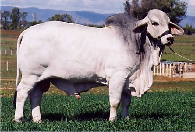 029 Sire JDH Mr Boswick