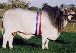 032 Sire JDH Mr Boswick