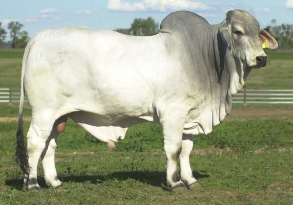 0177 Sire JDH Madison Man