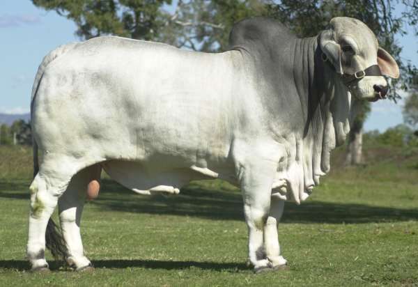 0178 Sire JDH Madison Man