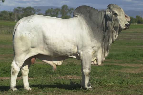 0180 Sire JDH Madison Man