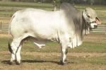 0137  Sire MR V8 189