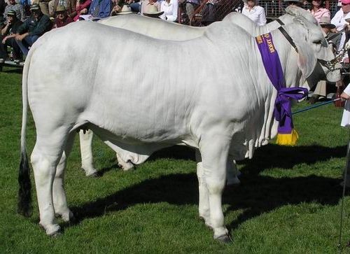 167: Sire - JDH Mr Boswick