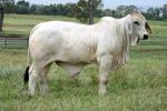 Sire: WR MR SID 305