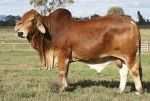 Sire: MR TD WEst Bossman 57